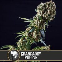 Grandaddy Purple from Blimburn Seeds