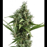 Auto Amnesia from Seeds66 10 Seeds