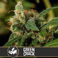 Green Crack from Blimburn Seeds