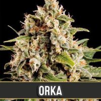 Orka - Blimburn Seeds
