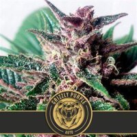 Grizzly Purple Auto from Blimburn Seeds
