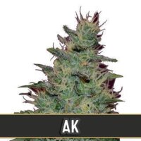 AK Auto from Blimburn Seeds