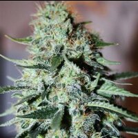 White Explosion - Seeds66
