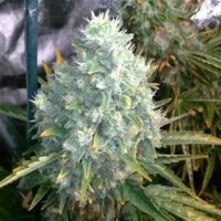Trainwreck from Seeds66 1 Seed
