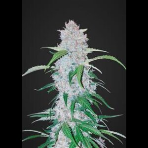 Six Shooter Auto from Fast Buds - Seeds66