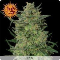 LSD - Barneys Farm 1 Seed