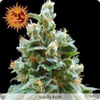 Vanilla Kush - Barneys Farm 3 Seeds
