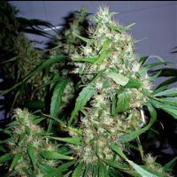 Critical Fast Bud Auto from Seeds66 1 Seed