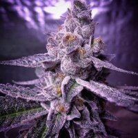 Candyland Peyote from Seeds66 1 Seed