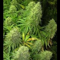 Triple XL Auto from Seeds66 3 Seeds