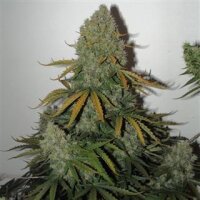 Critical AK59 Auto from Seeds66 1 Seed