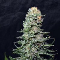 AK59 from Seeds66 1 Seed