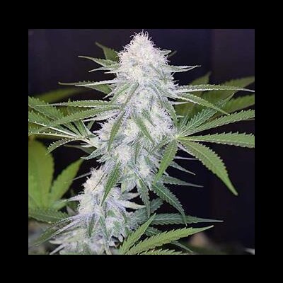Super Silver Haze Auto from Seeds66