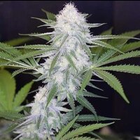 Super Silver Haze Auto from Seeds66 3 Seeds