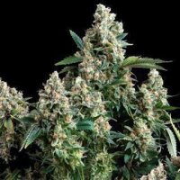 Goliath Kush Auto from Seeds66 10 Seeds