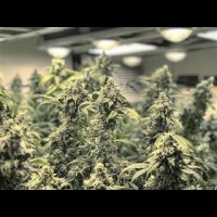 Bruce Banner from Seeds66 3 Seeds