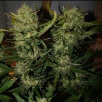 Ananas Express Auto from Seeds66 3 Seeds