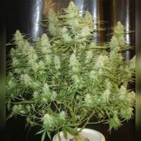 Cinderella 99 from Seeds66