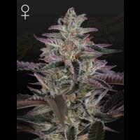 Banana Krumble from Greenhouse Seeds 5 Seeds