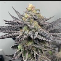 Wedding Cake from Seeds66 5 Seeds