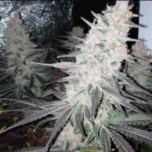 Purple Punch – Clone Delivery Services Santa Rosa - Burning Ague