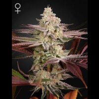 Chemical Bride from Greenhouse Seeds 5 Seeds