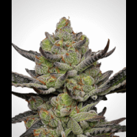 Gush Mints S1 from Seeds66 1 Seed
