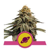 Royal Skywalker from Royal Queen Seeds