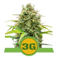 Triple G Auto - Royal Queen Seeds