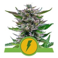 North Thunderfuck Auto - Royal Queen Seeds