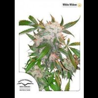 White Widow - Dutch Passion Feminised Seeds 3 Seeds