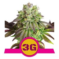 Triple G from Royal Queen Seeds