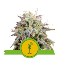 Mimosa Auto from Royal Queen Seeds