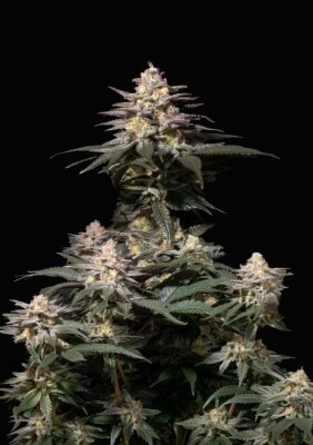 Семена Royal Seeds Купить