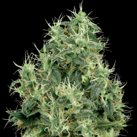 White Gold by White Label Seed Company
