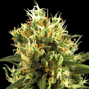 White Haze Automatic by White Label Seed Company