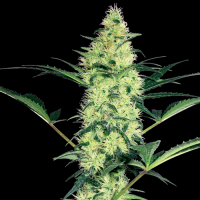 White Diesel - White Label Seed Company