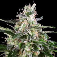 White Skunk Automatic by White Label Seed Company