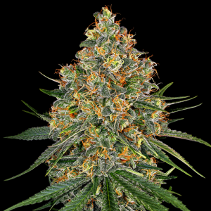 White Cheese by White Label Seed Company