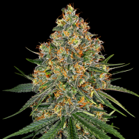 White Cheese - White Label Seed Company