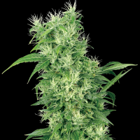 Female Mix by White Label Seed Company