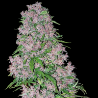 Purple Bud by White Label Seed Company