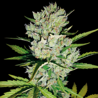 Super Skunk Automatic by White Label Seed Company