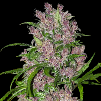 Purple Bud Automatic by White Label Seed Company