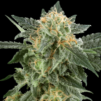 Snow Ryder Automatic - White Label Seed Company