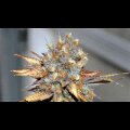 Eldorado - Nirvana Seeds - 5 Samen