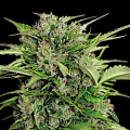 AK - 47 Automatic by Serious Seeds