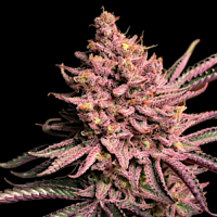 Seriotica by Serious Seeds