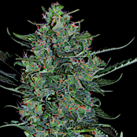 White Russian Automatic - Serious Seeds 3 Samen