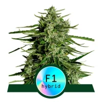 Titan F1 Automatic by Royal Queen Seeds